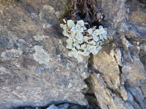 Tiny rock plant