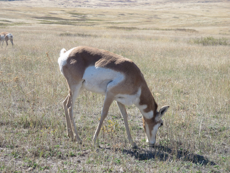 Pronghorn near the bison