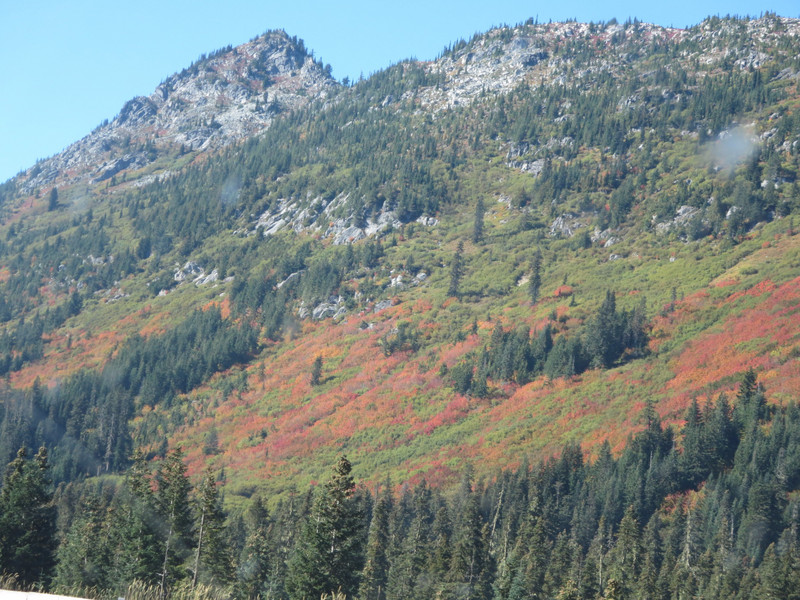Fall colors in the Cascades near Stevens Pass