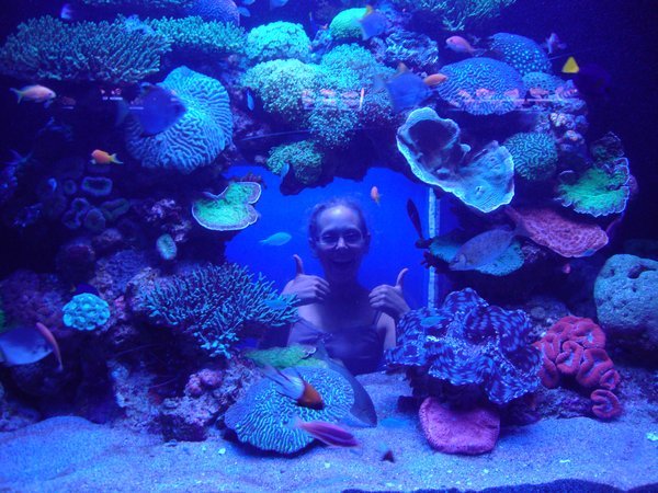 Kirsten fish in the aquarium