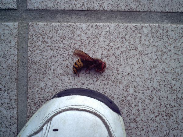 This visitor buzzed me on evening - Sucker didn't survive my runner