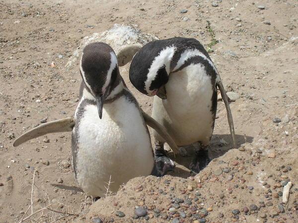 Pingu's cousins
