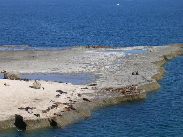 Sea Lion Colony near Puerto Piramides