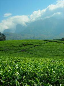 Tea Beneath Mount Mulange