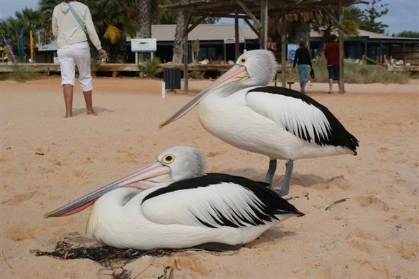 Eyeballing pelicans
