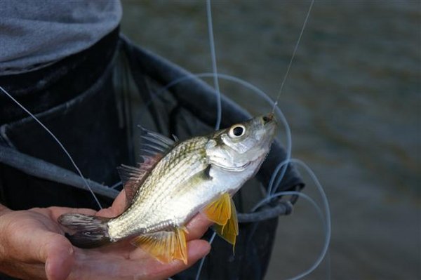 Hungry little fish...loved the fly