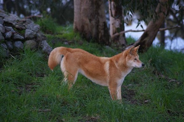A dingo...an impressive animal