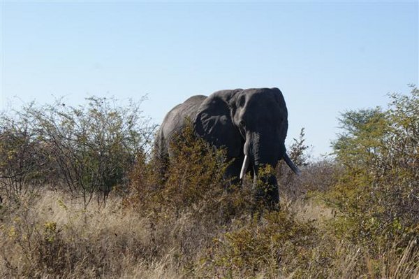 Roadside pachyderm...5 solid tons you don't want to collide with