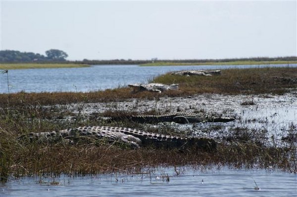 Large crocs relishing the sun on the Chobe River
