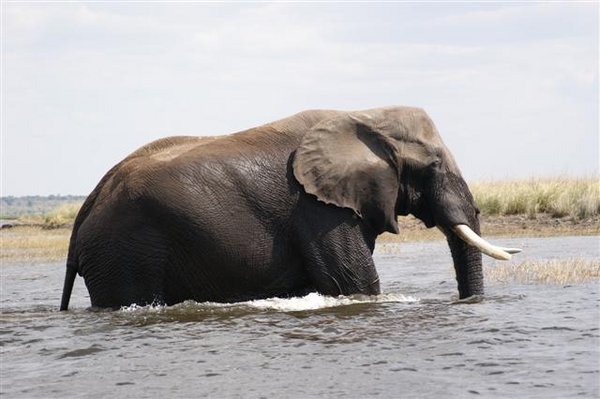 Elephant and river crossing