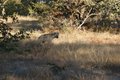 Our friendly lurking hyena...