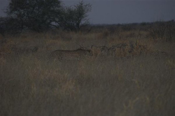 Cheetah....very special sighting
