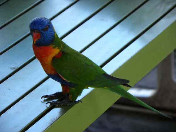Rainbow Lorikeet (Papagei)