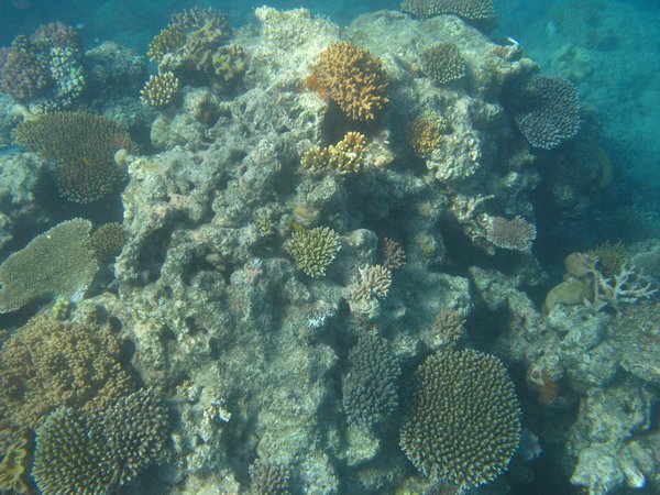 Verschiedenste Korallen