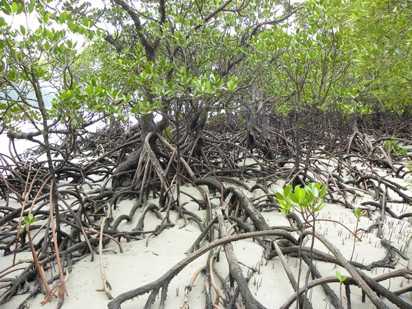 Mangrovenwälder