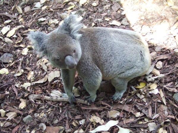 Cute koala!