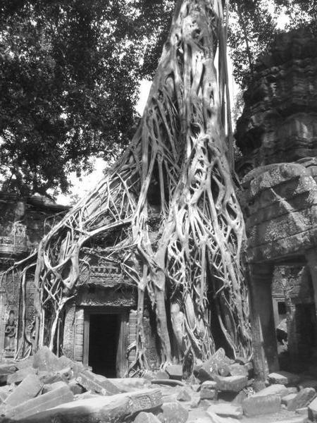Tree at Wat