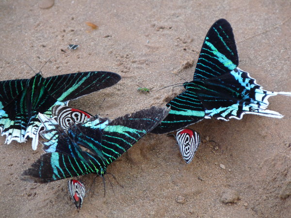Crazy butterflies