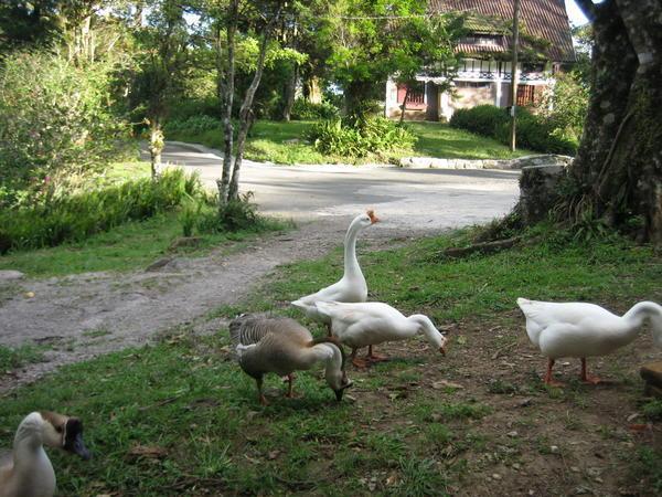 Resident Geese at Selva Negra