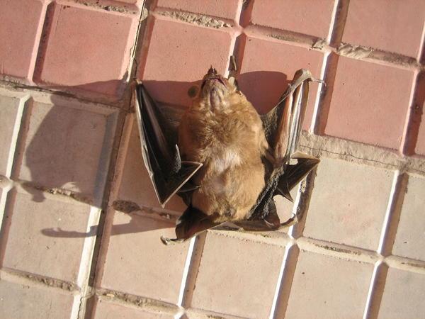A Bat From The Belfrey