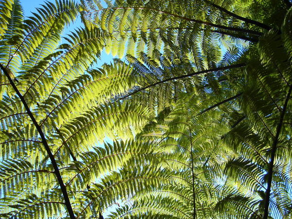 Ferns