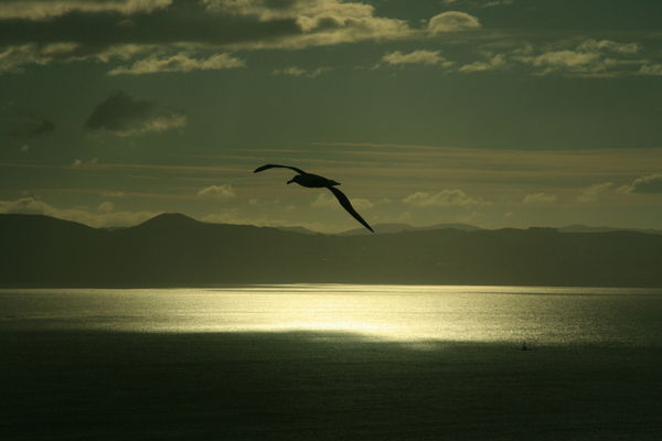 Flying albatross