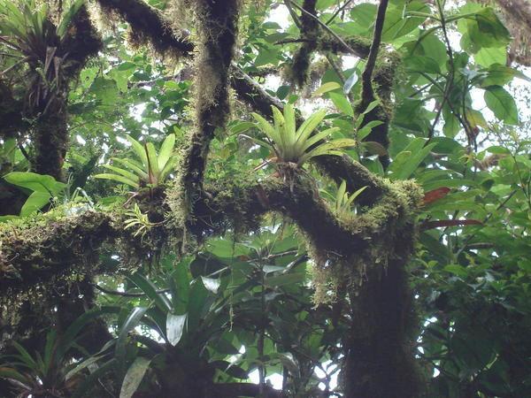 Familiar Bromeliads