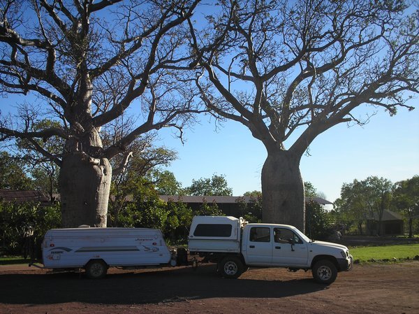 Huge boab trees on the station