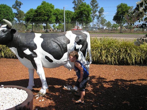 Ax milking a cow