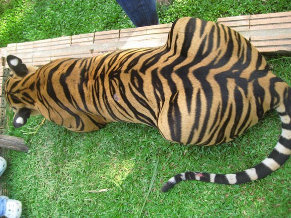 Tiger Kingdom- 14 month old Tiger