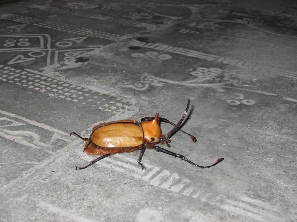 Coackroach/beetle thing..