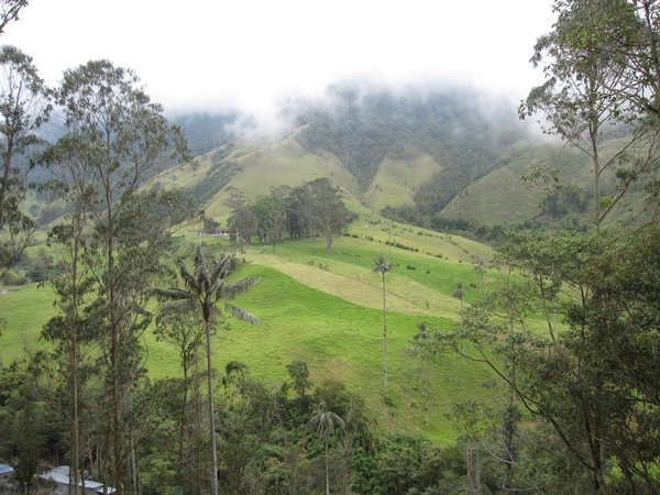 On the way to Valle De Cocora
