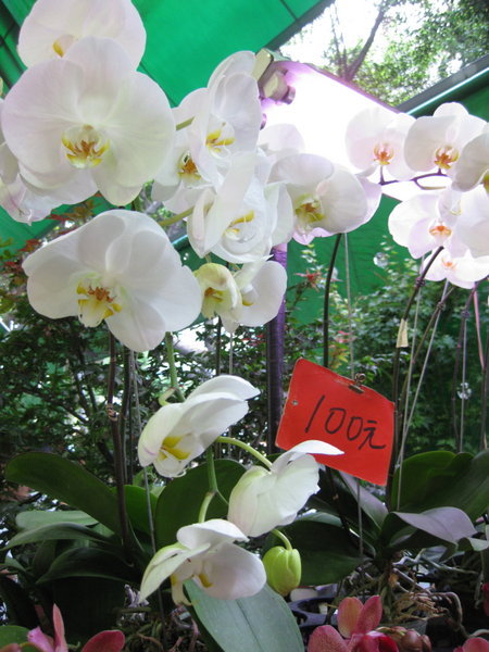 beautiful orchids at the flower market
