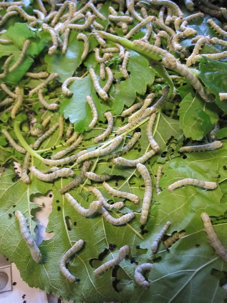 hungry silk worms