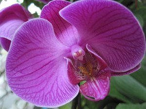 Orchid at Doi Suthep