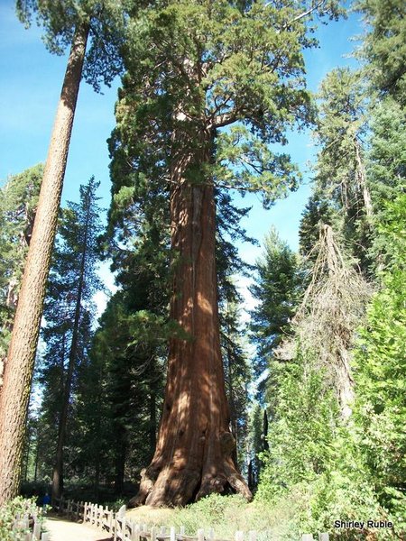 Sequoia in Giant Forest