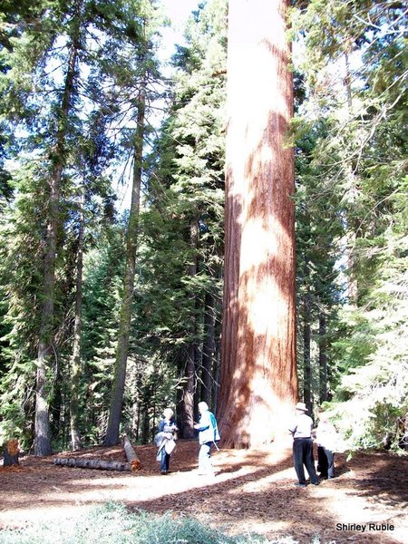 Everyone wants a picture with a Sequoia.