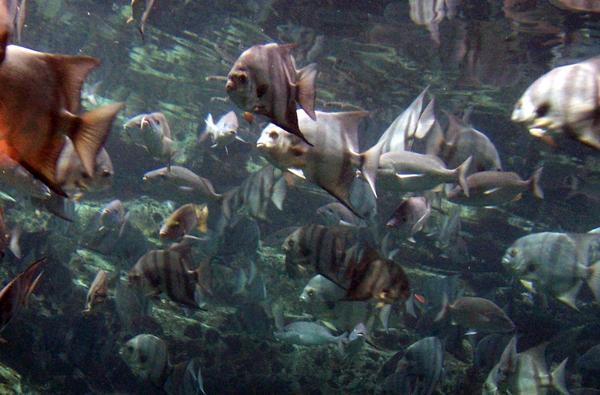 Inside the Georgia Aquarium - fishies