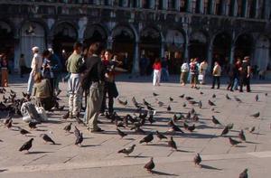 Pigeons in Piazza San Marco