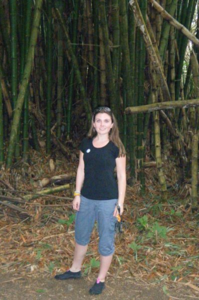 HUGE bamboo behind me