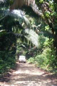 Land Rovers through the jungle