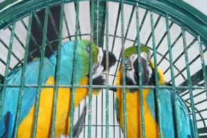 Parrots near Margaritaville
