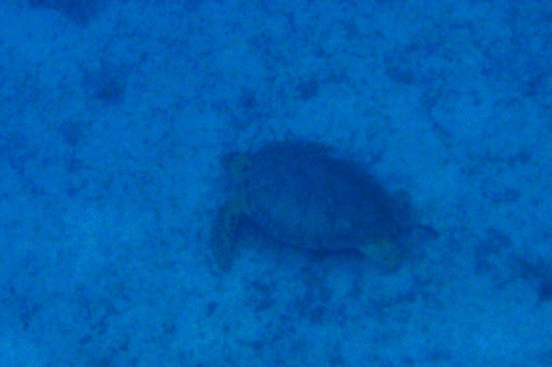 Turtle down below
