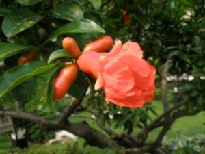 Megranate tree  flower