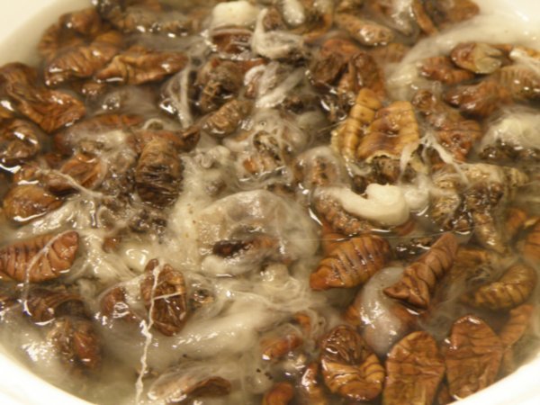 silkworm pupae