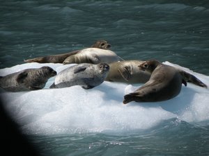 harbor seals on ice