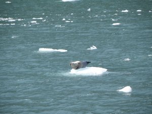 harbor seal on ice