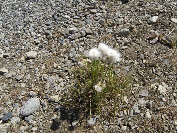Alaska Cotton Grass