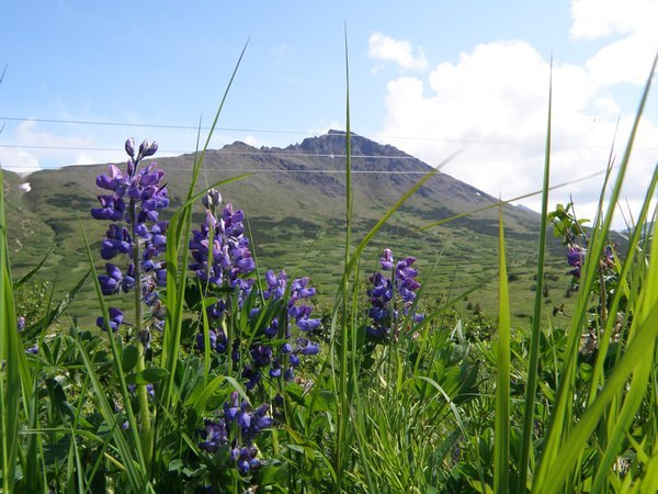 mountains behind lupine