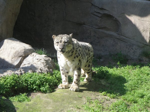 Snow leopard #2